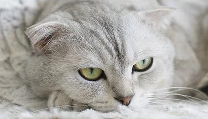 随机快船翻盘雷霆，常规赛巅峰对决中乔治砍下47分，快船乔治集锦