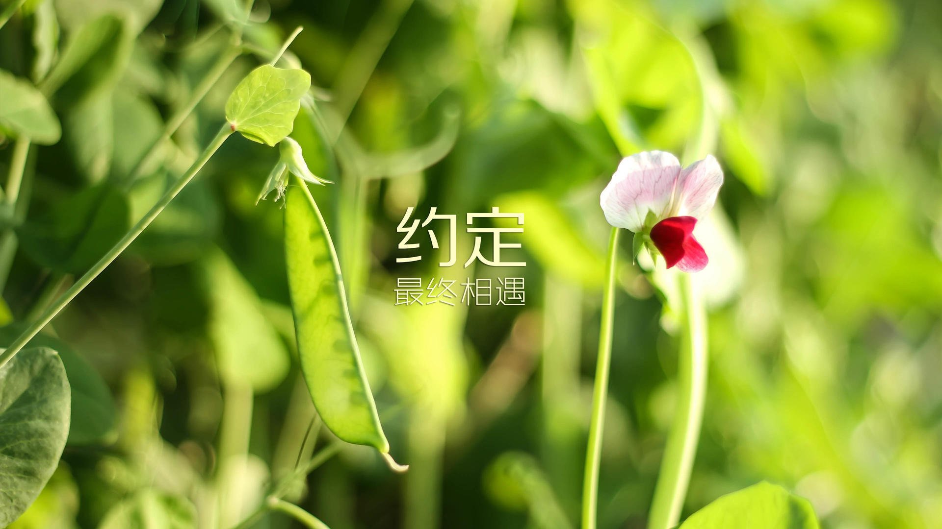 日本队与欧洲强队激战成和，日本欧洲杯