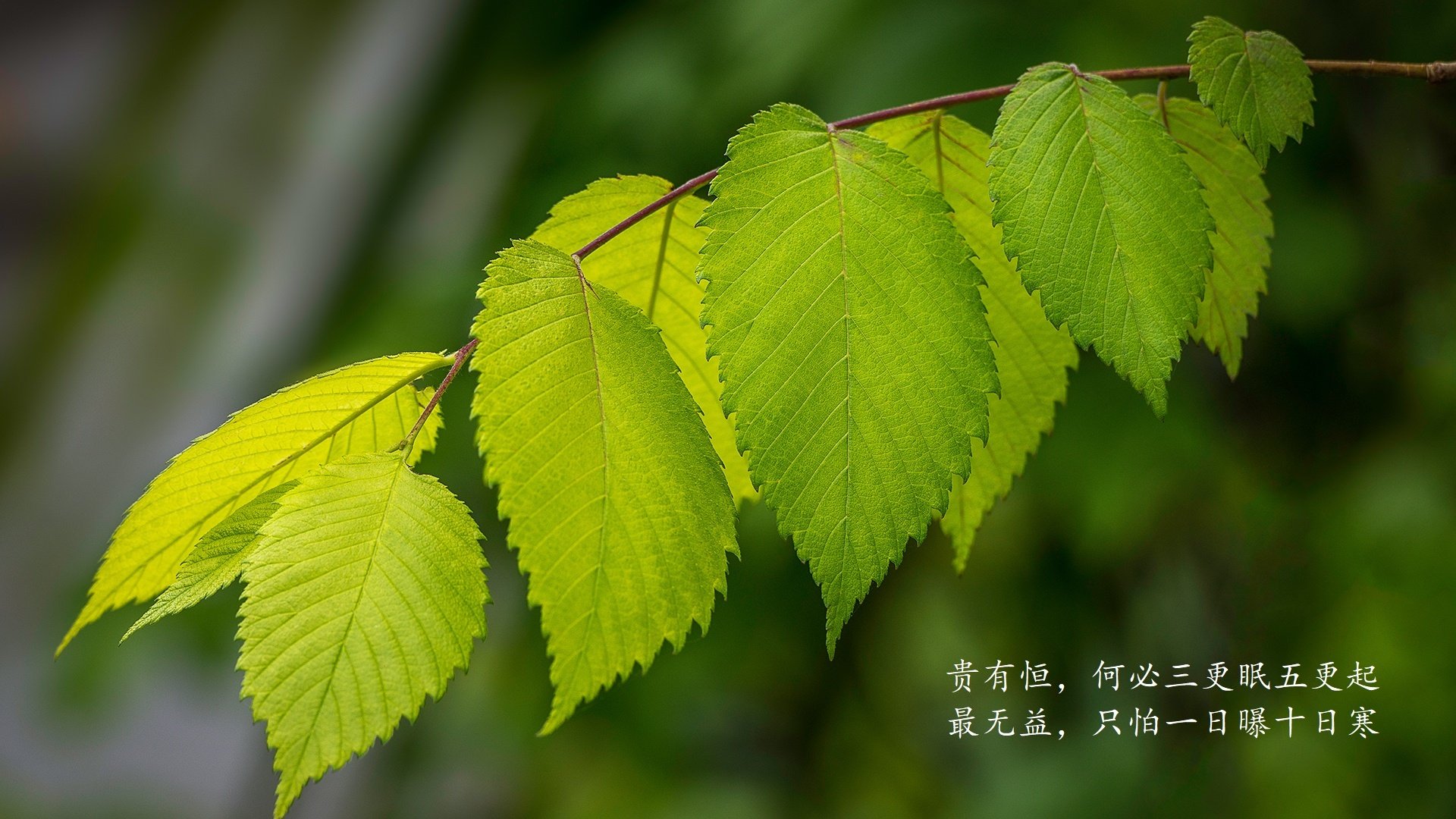 中超金靴之争白热化，武磊与费莱尼难分伯仲，武磊助攻费雷拉