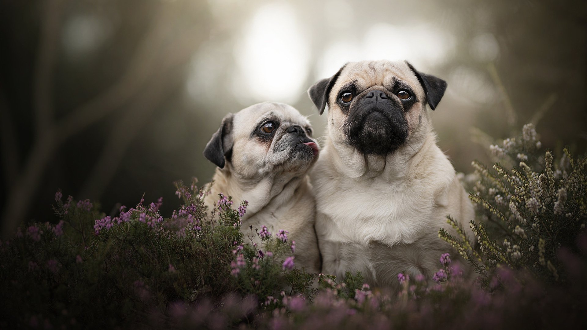 五大联赛后防稳定性排名与换人策略分析，五大联赛人员变动