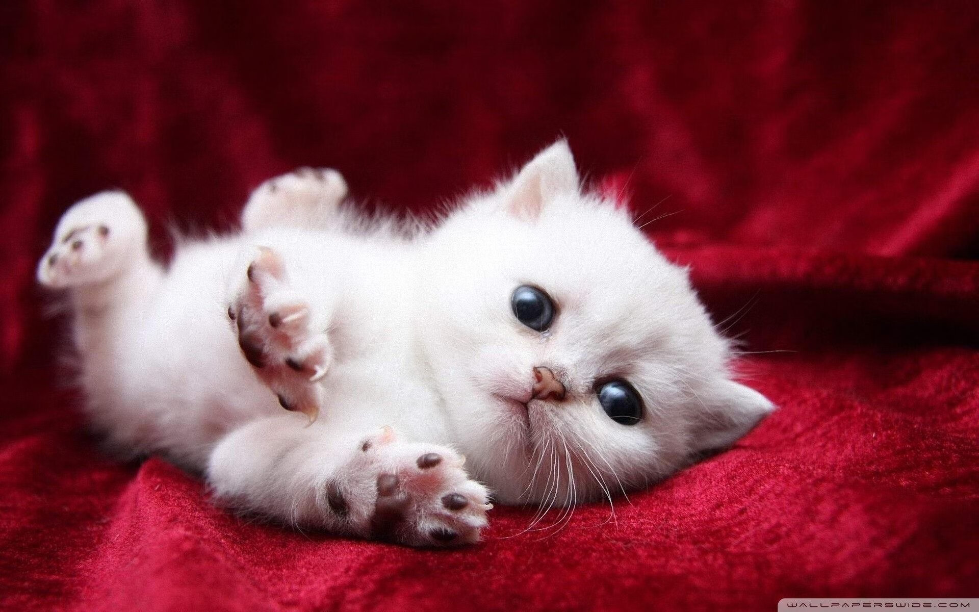 亚特兰大组织推进清晰掌握场上节奏，亚特兰大攻势足球