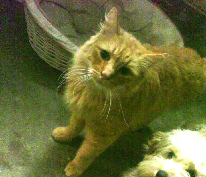 蝶泳起跳时间均值对比：中澳居前，蝶泳时机