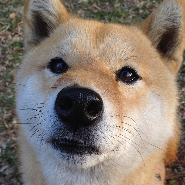 开云中国-克罗地亚男篮在世界大赛中以顽强拼搏赢得尊重，克罗地亚男篮落选赛大名单