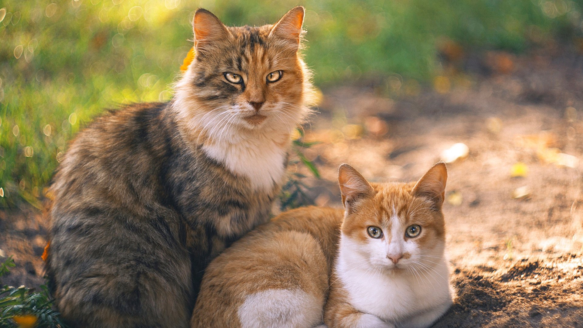 国际足球青训联盟推动全球青少年足球标准化，助力未来巨星成长