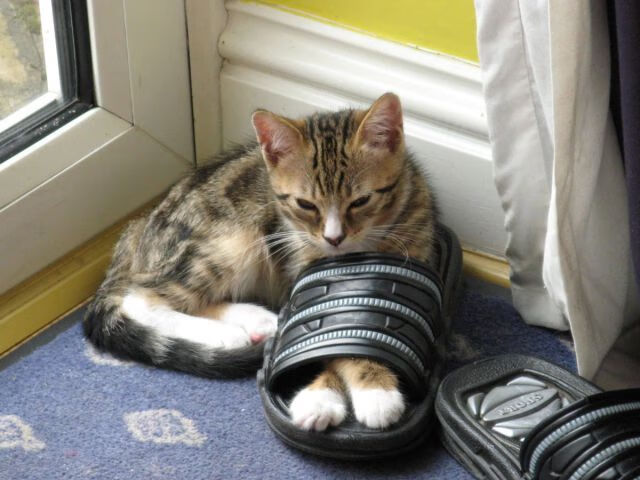 地方足协与高校联合开展足球科研项目促技战术提升，关于推进地方足球协会调整改革的指导意见