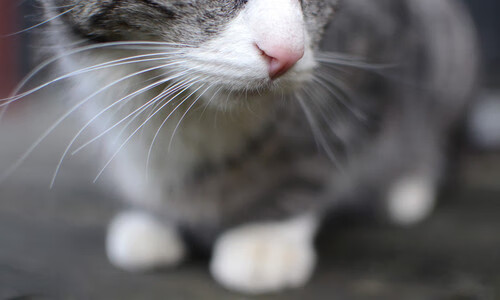 开云网页版登录入口-尼尔·巴特尔在橄榄球赛场上的稳定表现，提升袋鼠队整体实力，巴特尔防奥尼尔