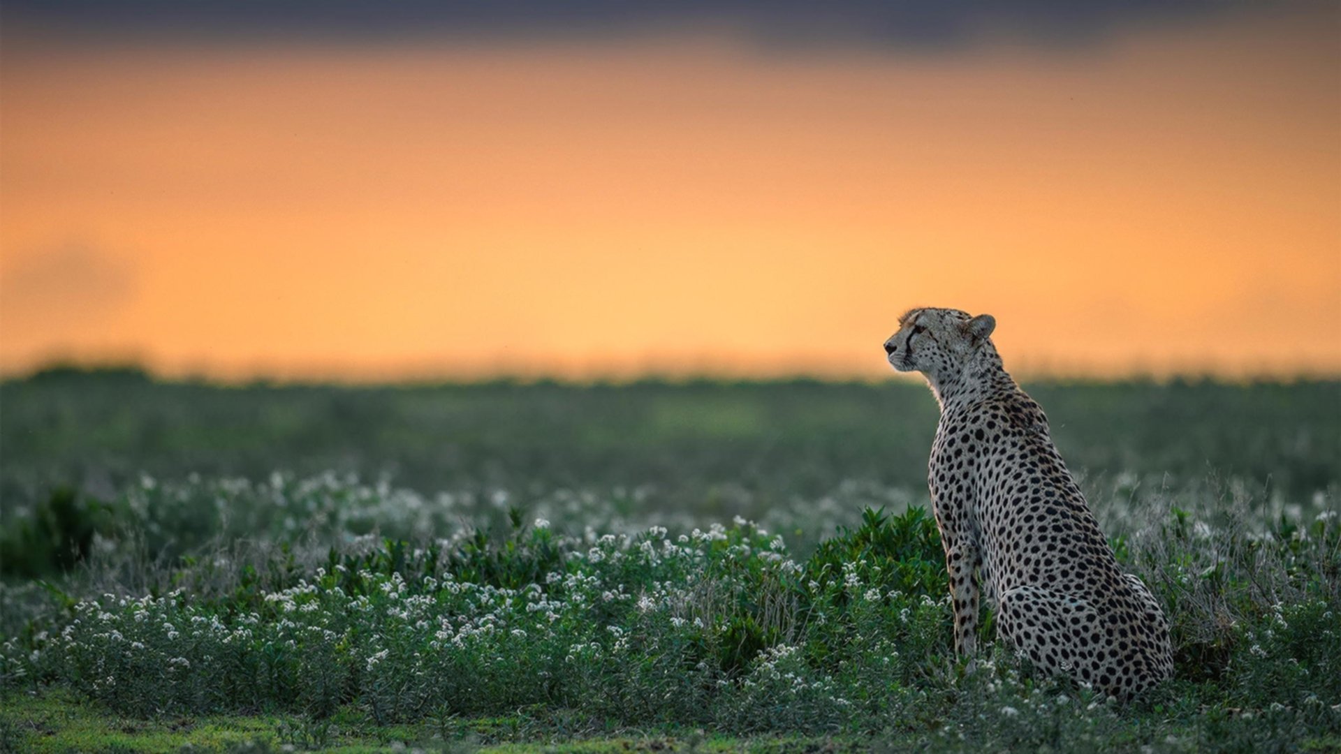 张伟丽表示将用行动回应外界期待，张伟丽最新消息回国了吗