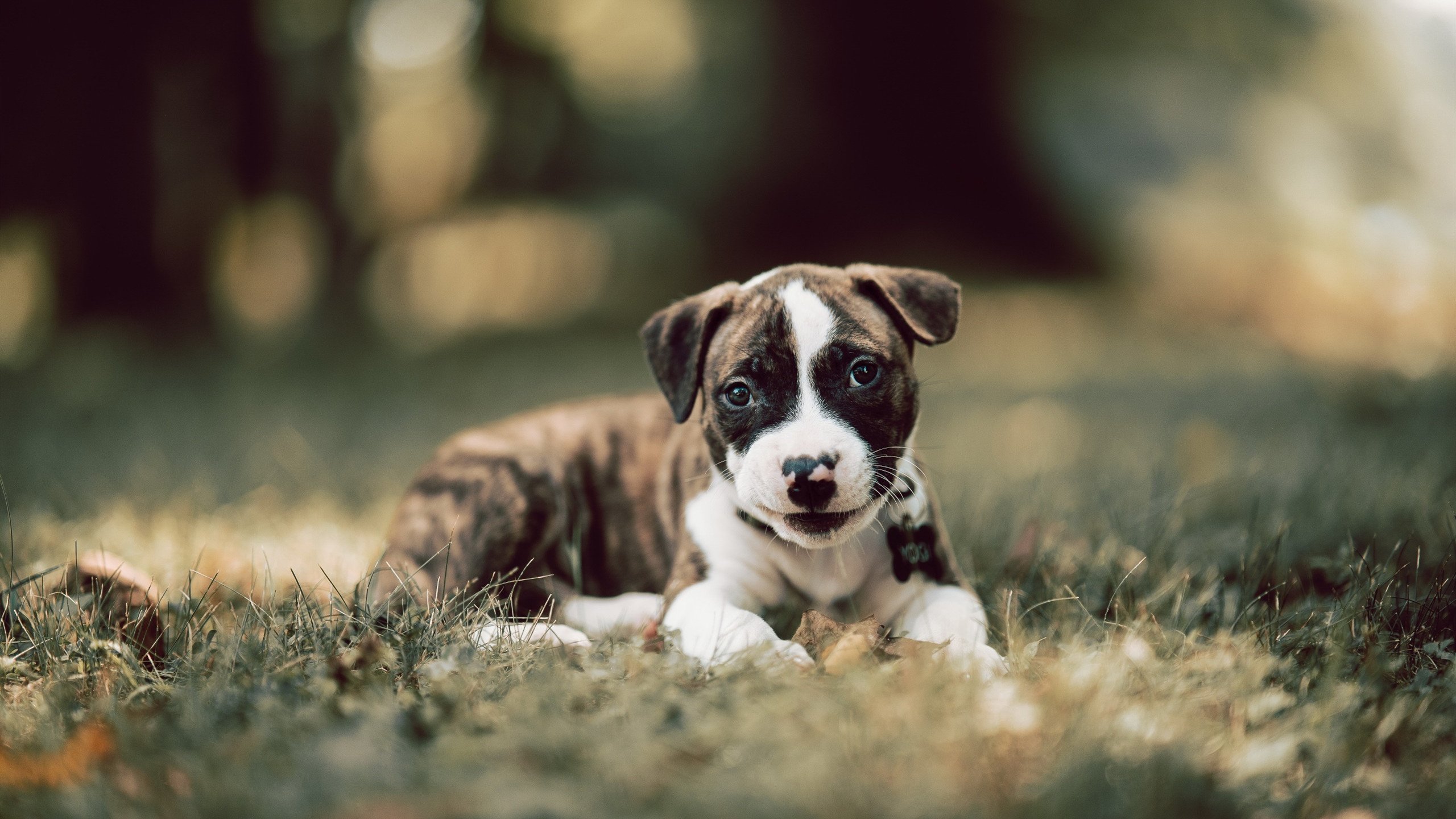 德甲速度爆发：瞬间快速突击引人入胜！，德甲打法