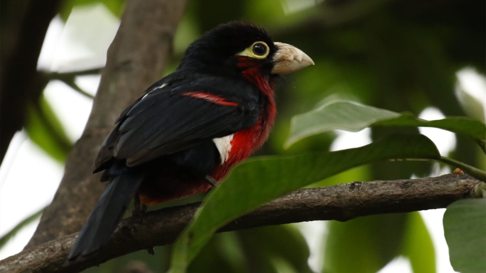斯密斯：精确传球与视野判断让全黑队进攻节奏更具威胁，斯密斯夫妇采访