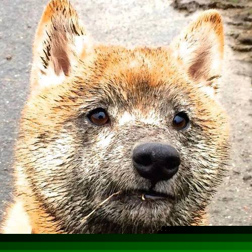 湖人计划在客场组织球迷答谢仪式,湖人队showtime